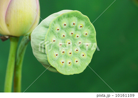 ハスの実 10161109