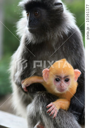 シルバーリーフモンキー 10161177