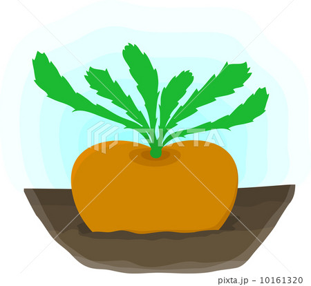 Ripe turnip grows on bed Ripe turnip grows on bed 10161320