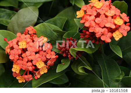 サンタンカ サンタンカ 10161508