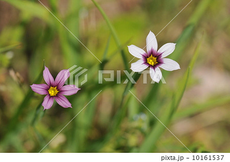 ニワゼキショウ 10161537