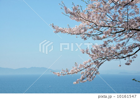 満開の桜と海 10161547