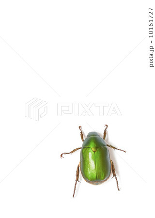 コガネムシ 10161727