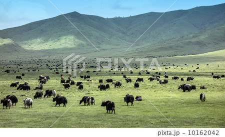 Tibetan Yaks 10162042