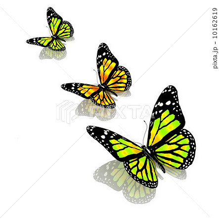 three butterflies  of yellow color 10162619
