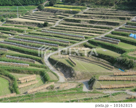 棚田 10162815