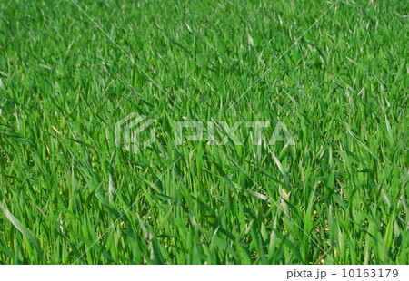 green grass green grass 10163179