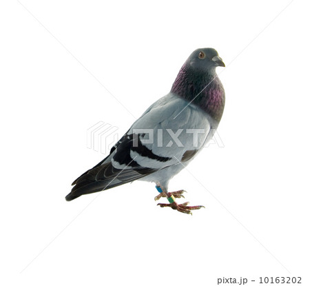 pigeon 10163202