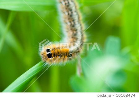 Caterpillar on green leaf 10163474
