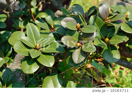 樹木・シャリンバイ　バラ科 10163711