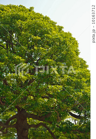 樹木・タブノキ　クスノキ科 10163712