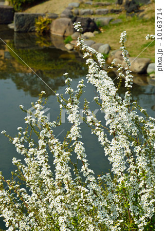 樹木・ユキヤナギ　バラ科 10163714