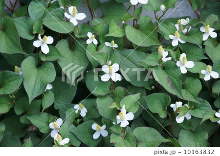 蕺草ドクダミ 名前は怖いですけど花は可愛いです の写真素材