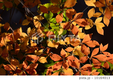 紅葉 10164013