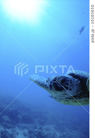 水中写真　ウミガメ 10165650