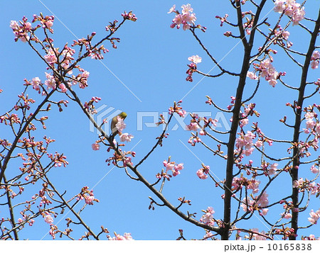 桃色のカワヅザクラの花に緑色のメジロが来ています 桃色のカワヅザクラの花に緑色のメジロが来ています 10165838