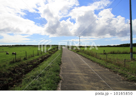 めん羊牧場 めん羊牧場 10165850