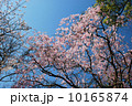 桜 10165874