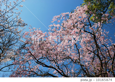桜 桜 10165874