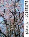 桜 10165875