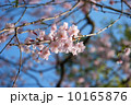 桜 10165876