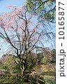 桜 10165877