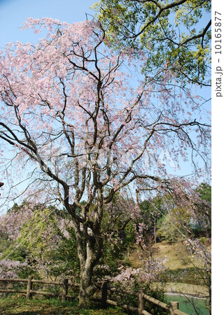 桜 桜 10165877