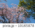 桜 10165878
