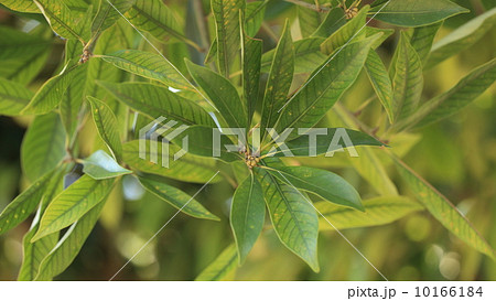 自然 植物 マテバシイの葉と冬芽 自然 植物 マテバシイの葉と冬芽 10166184