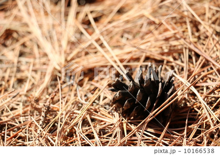 枯れ葉の中のマツボックリ 枯れ葉の中のマツボックリ 10166538