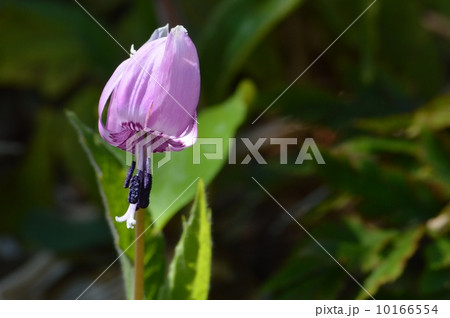 カタクリの花 10166554