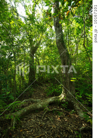 やんばるの森林 10167101