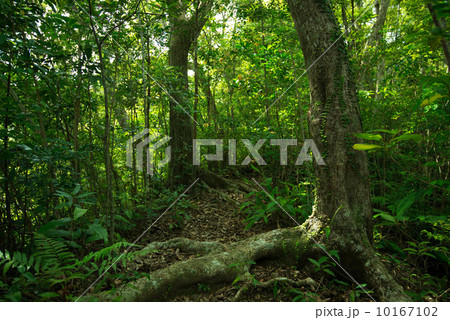 やんばるの森林 10167102