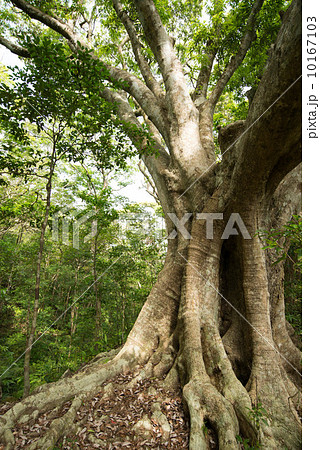 伊部岳のオキナワウラジロガシ 10167103