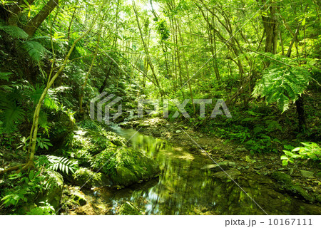 やんばるの清流 10167111