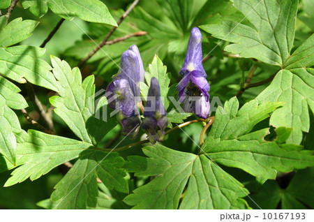 ヤマトリカブト ヤマトリカブト 10167193