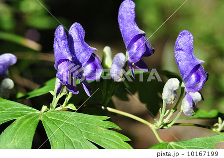 ヤマトリカブト 10167199