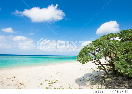 沖縄の海・大宜味村 沖縄の海・大宜味村 10167336