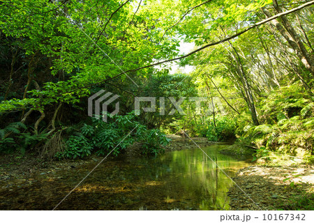 やんばるの清流 やんばるの清流 10167342