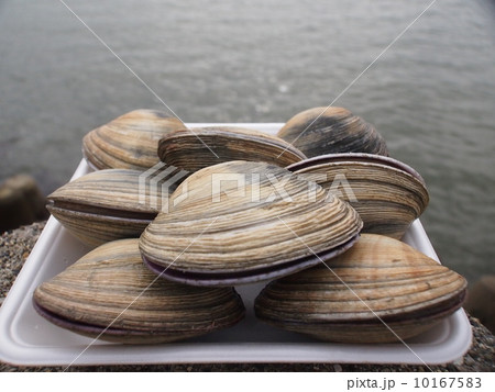 大アサリ 10167583
