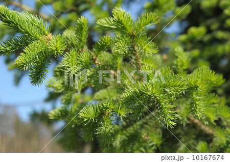 firtree branch, narrow focus 10167674