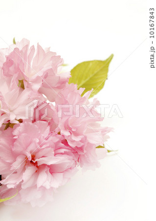 八重桜 10167843