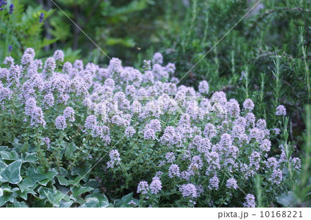 立麝香草 ロンギカウリスタイムと申します。 立麝香草 ロンギカウリスタイムと申します。 10168221