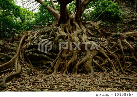 室戸岬のアコウ 10168367