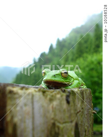 カエルー５ 10168528