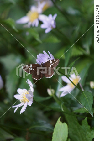 大名挵（だいみょうせせり）と都忘れ 10168748