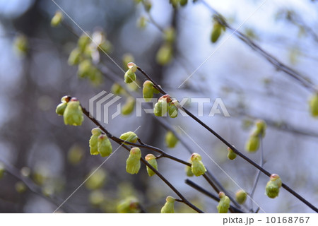 ヒュウガミズキ 10168767