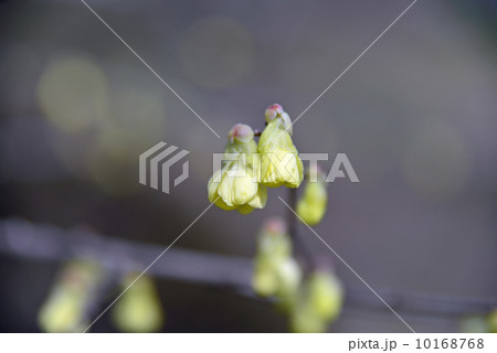 ヒュウガミズキ 10168768