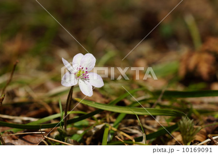4月花　ユキワリソウ・キンポウゲ科58 10169091
