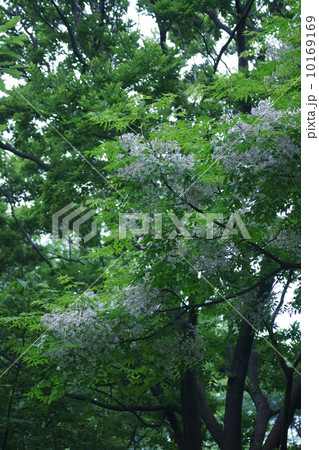 栴檀 冬に白い実が目立つセンダンです。 栴檀 冬に白い実が目立つセンダンです。 10169169